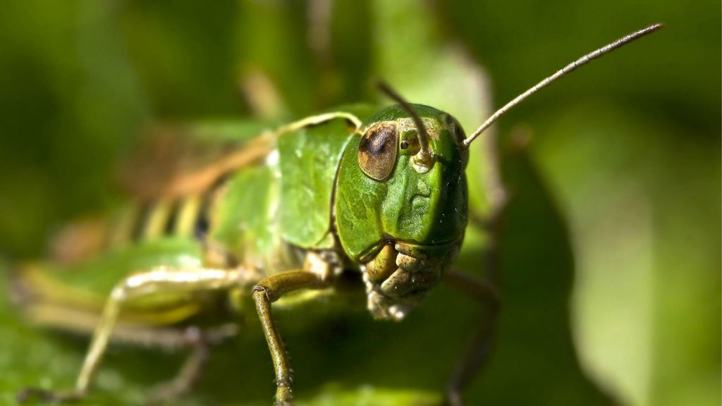 grasshopper